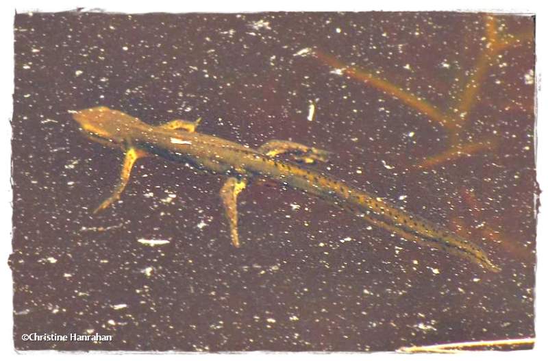 Red-spotted newt  (<em>Notophthalmus viridescens</em>)