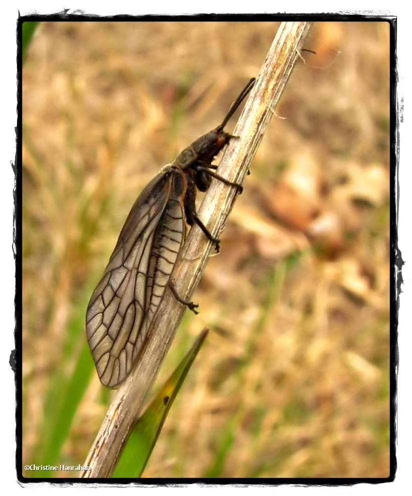 Alderfly (<em>Sialis</em> sp.)