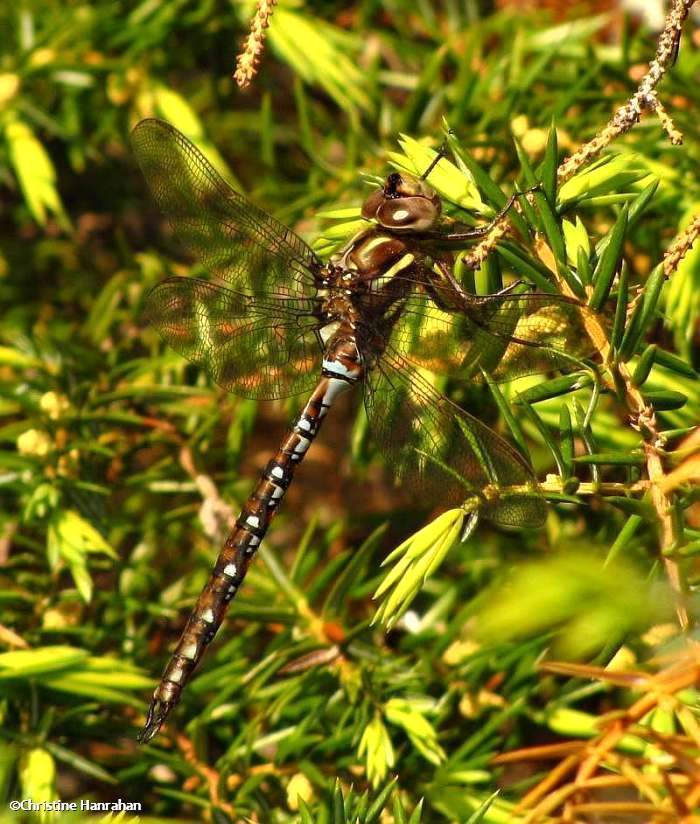 Springtime Darner (<em>Basiaeschna janata</em>), male