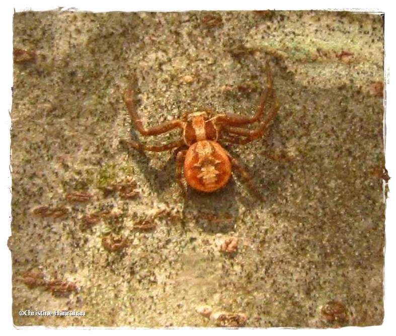 Ground crab spider (Xysticus punctatus)
