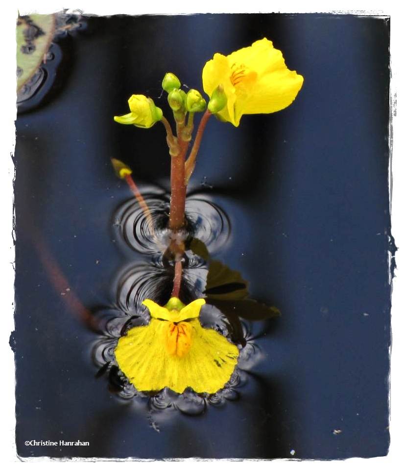 Bladderwort,Common (<em>Utricularia vulgaris</em>)