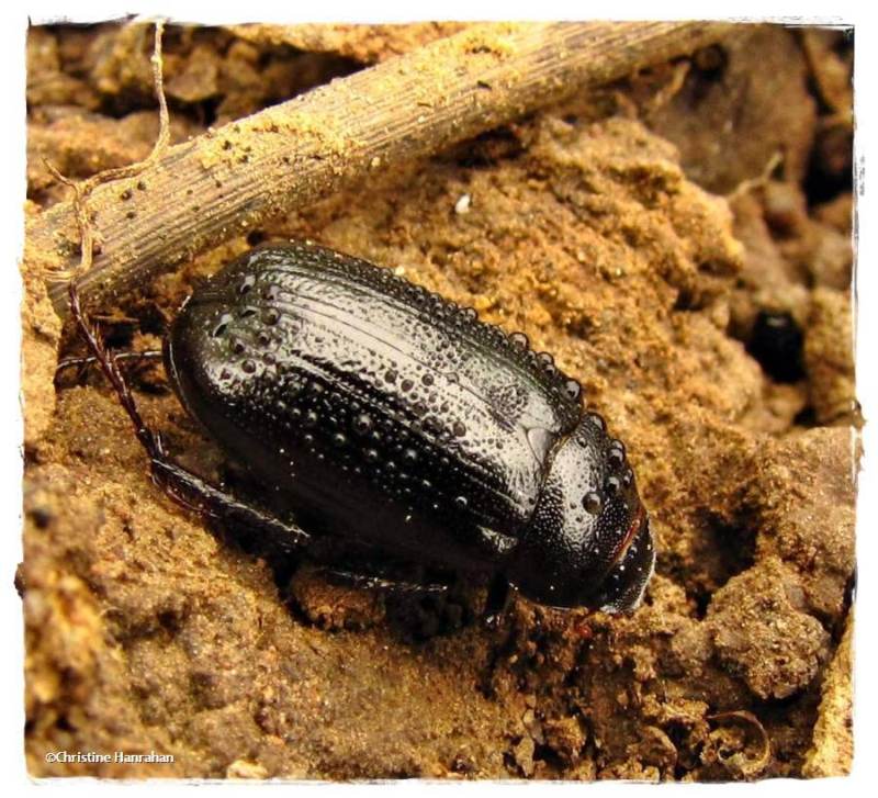 Scarab beetle (Phyllophaga sp.)