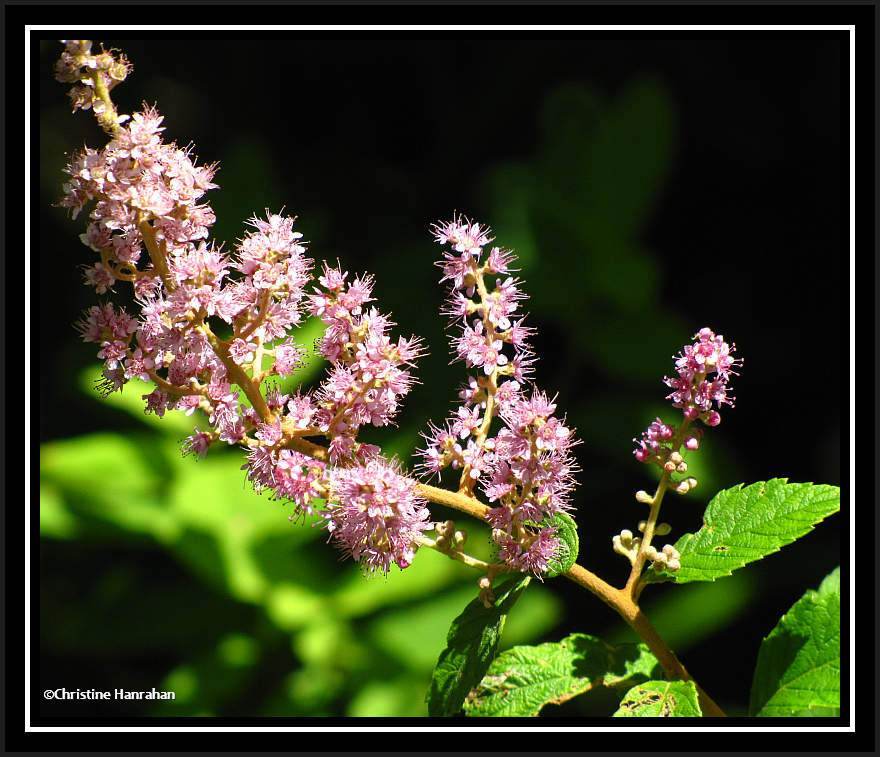Steeplebush (<em>Spirea tomentosa</em>)