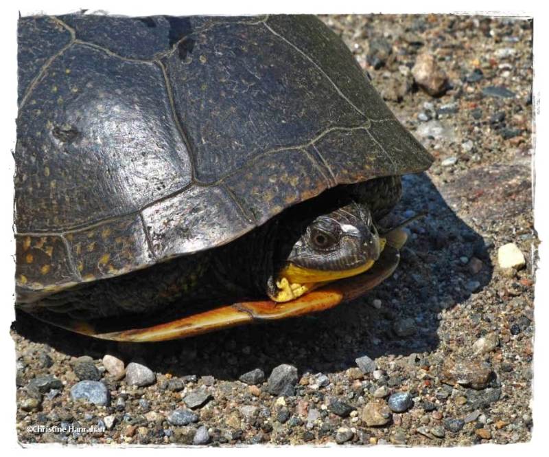 Blanding's turtle  (Emydoidea blandingii)