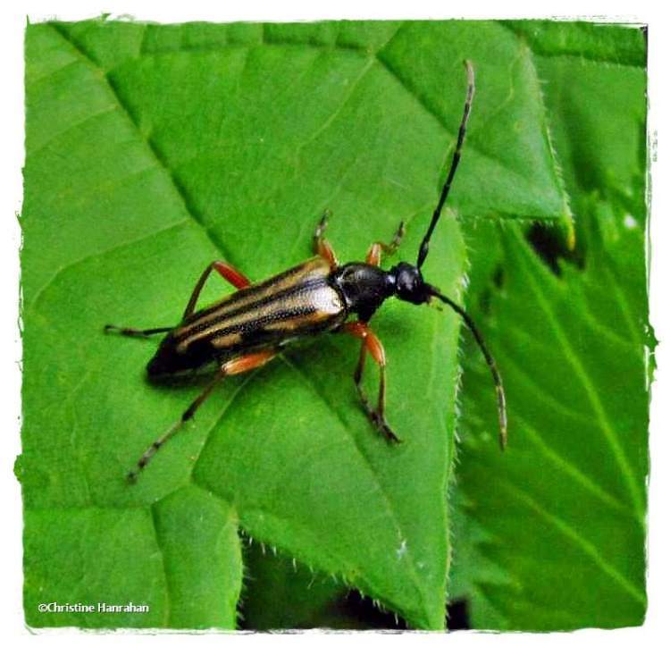 Flower longhorn beetle (<em>Analeptura</em>)