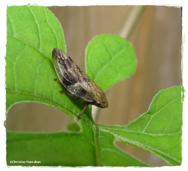 Spittlebug  (Cercopidae)