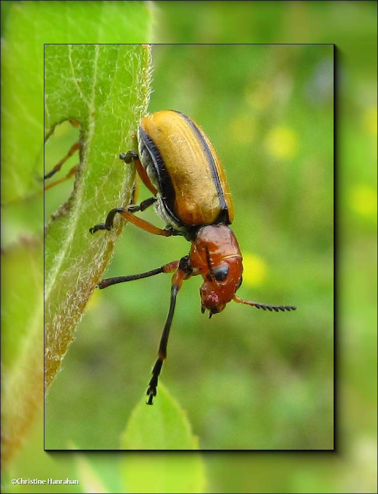 Clay-colored leaf beetle (<em>Anomoea laticlavia</em>)