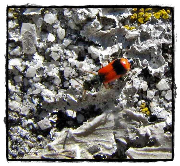 Soft-winged flower beetle (Anthocomus equestris)