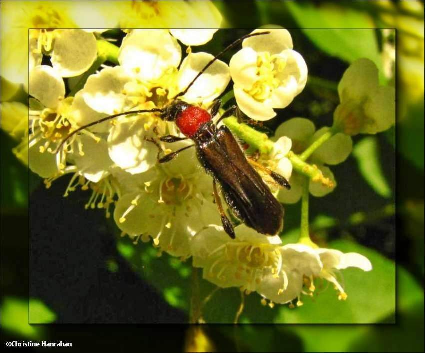 Blood-necked longhorn beetle (<em>Callimoxys sanguinicollis</em>)