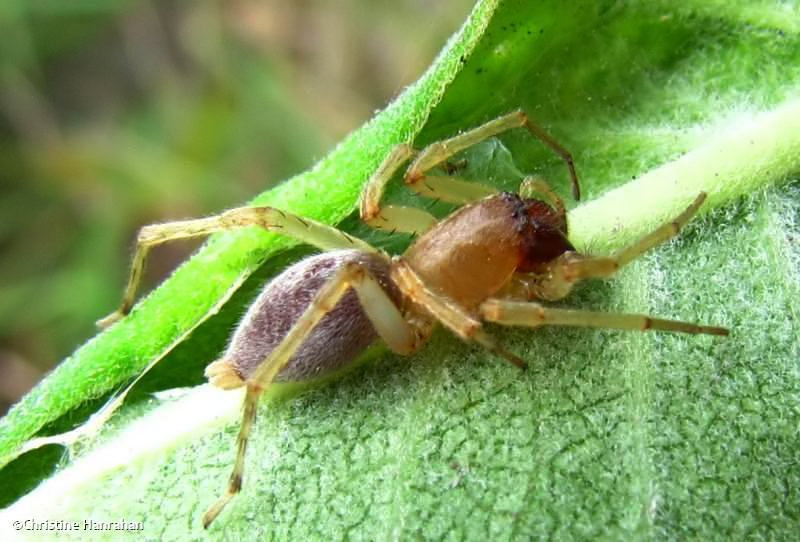 Leafcurling Sac spider (Clubiona)