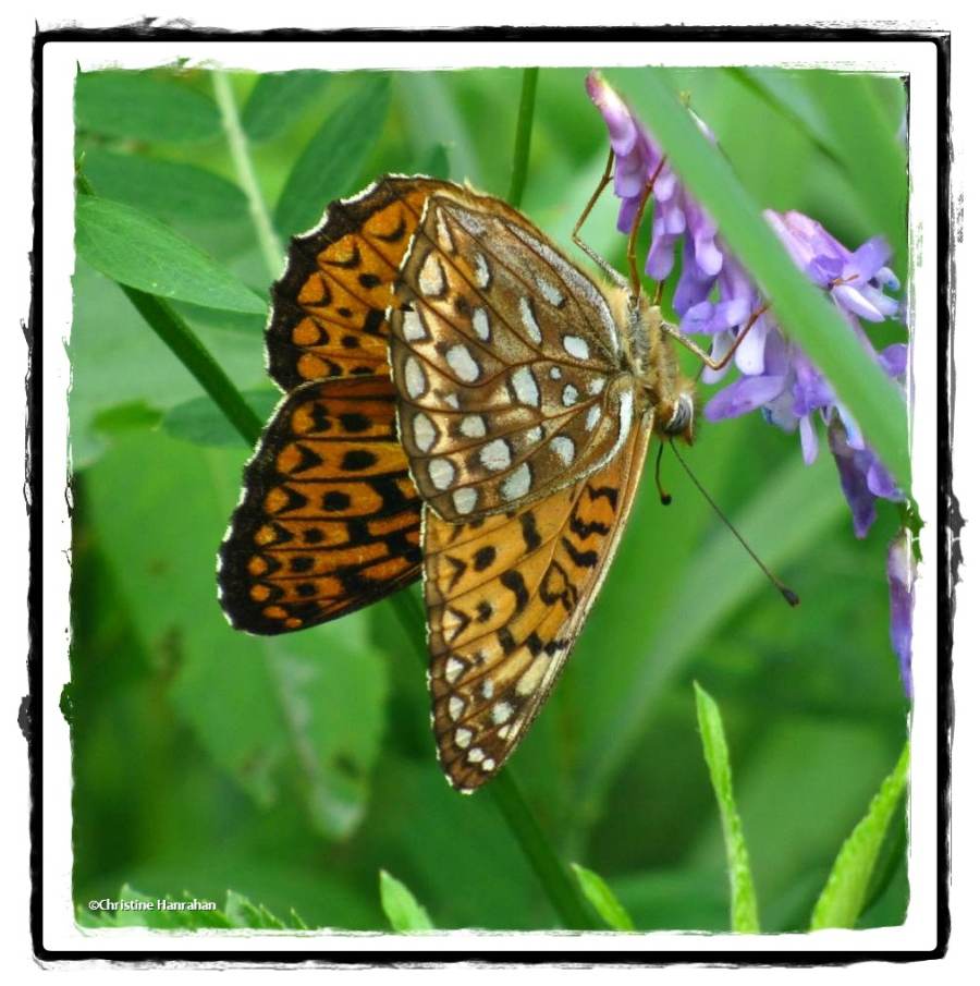 Atlantis fritillary (<em>Speyeria atlantis</em>)