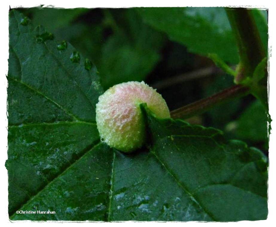 Gall on Ninebark leaf (<em>Physocarpus opulifolius</em>)