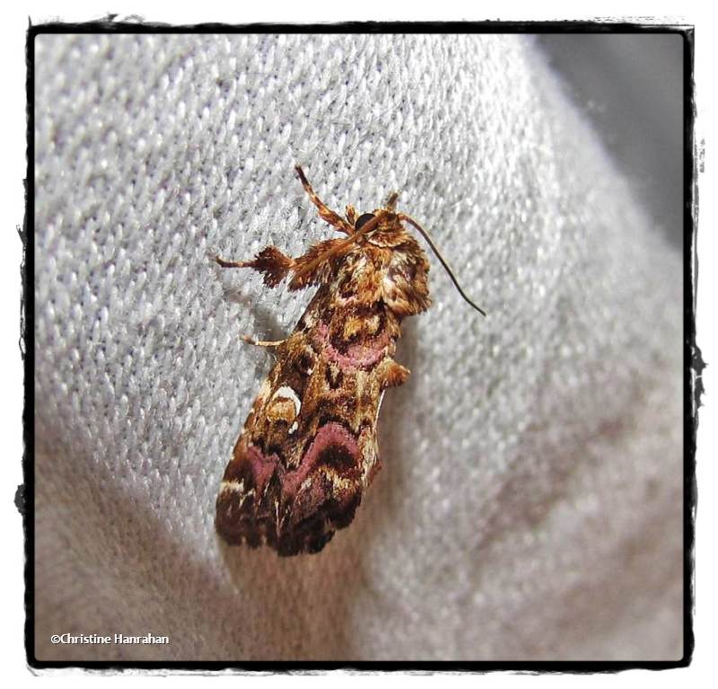 pink-shaded fern moth (Callopistria mollissima), #9631