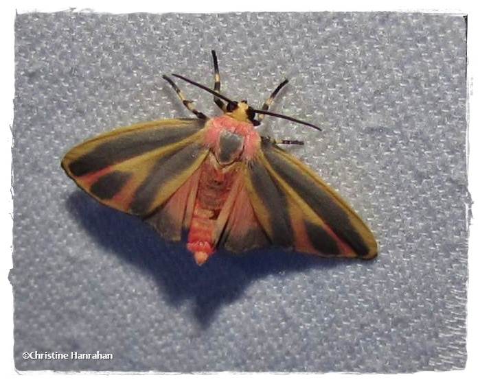 Painted lichen moth (Hypoprepia fucosa)  #8090