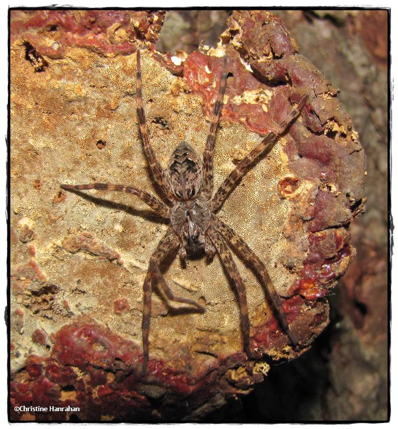 Fishing spider (<em>Dolomedes</em> sp.), female