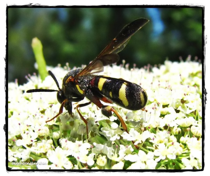 Leucospid wasp (Leucospis affinis), female