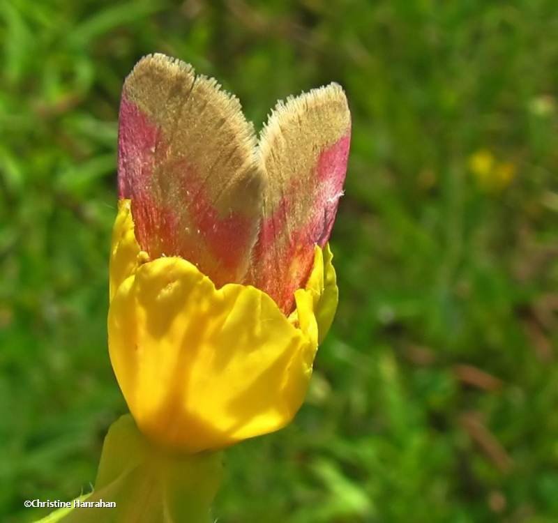 Evening primrose moth (Schinia florida)