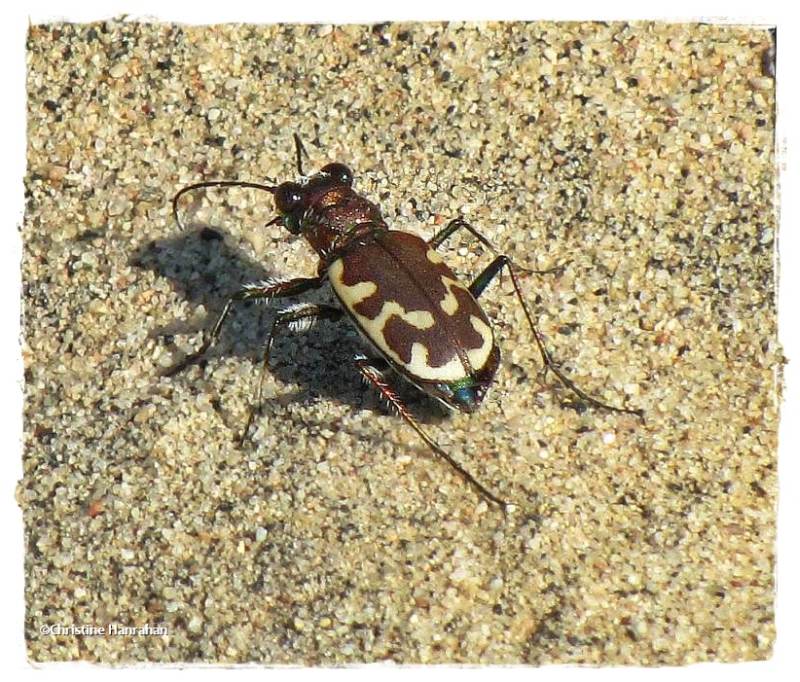 Tiger beetle (Cicindela repanda or formosa)