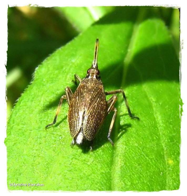Partridge bug (Scolops sulcipes)