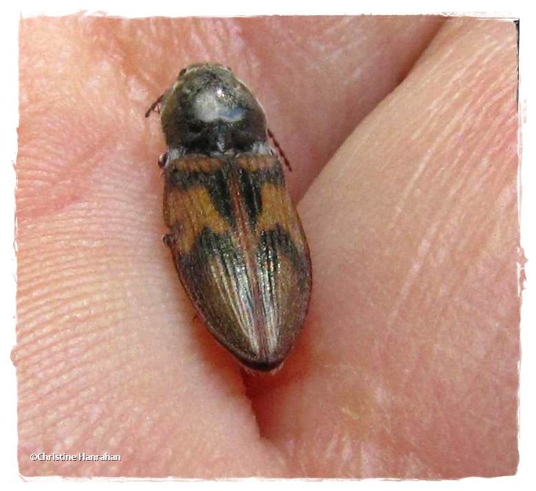 Click beetle (Pseudanostirus)