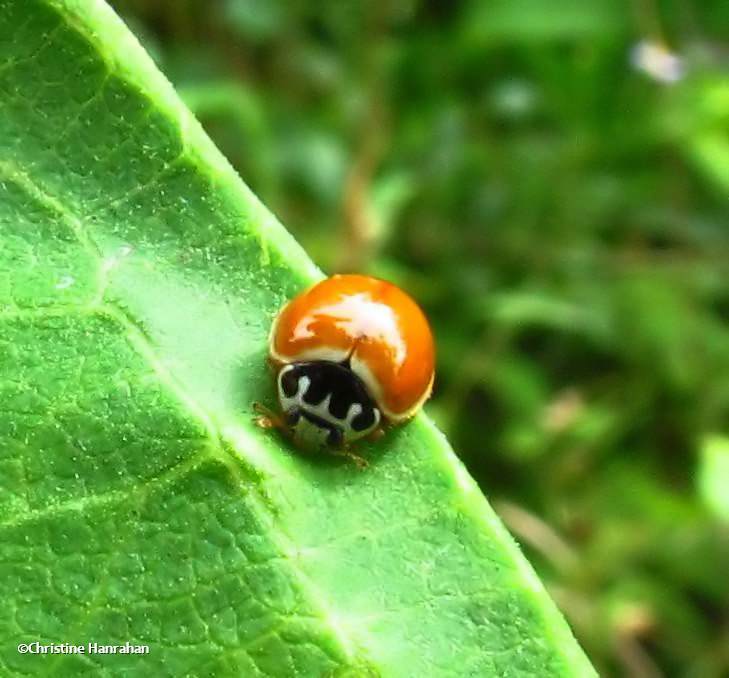Polished ladybeetle (Cycloneda munda)