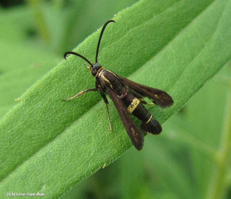 Boneset borer moth (Carmenta pyralidiformis), #2608