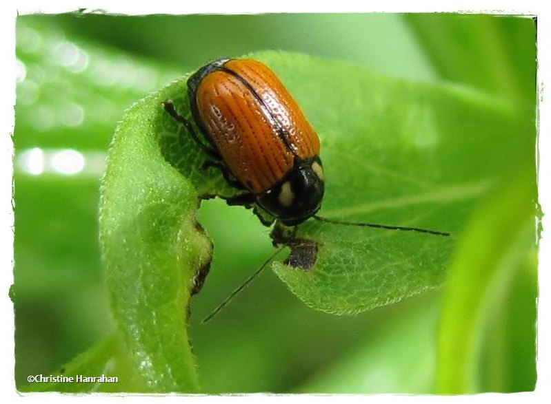 Case-bearing leaf beetle (<em>Bassareus mammifer</em>)