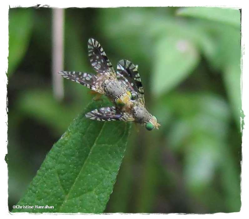 Ragweed fruit flies (Euaresta bella)