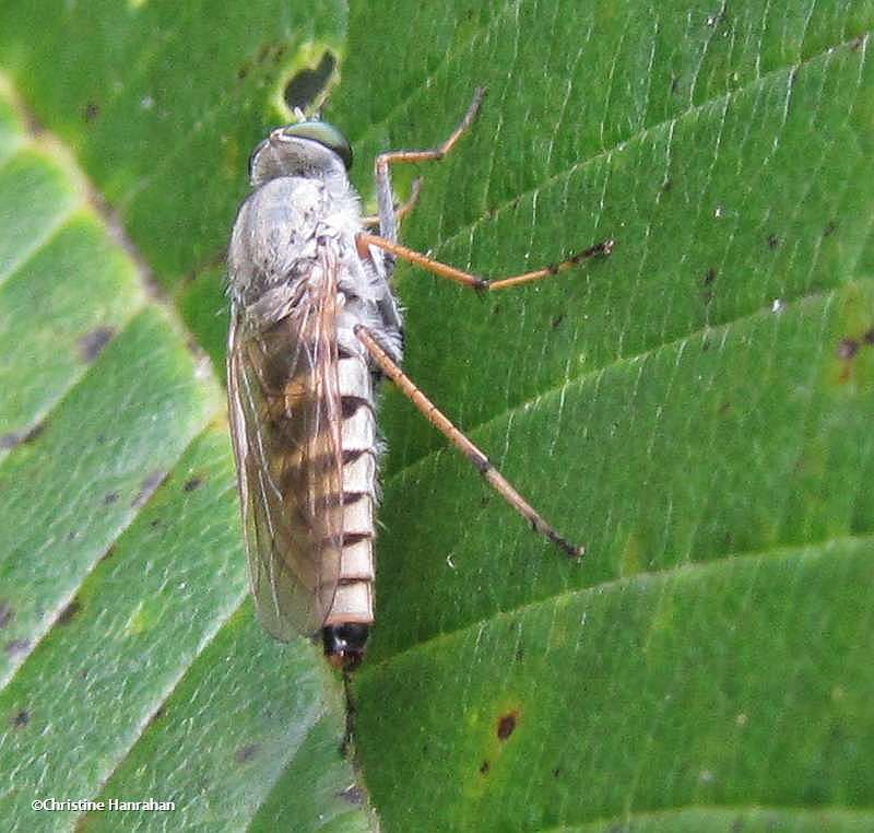 Stilleto fly (Therividae)