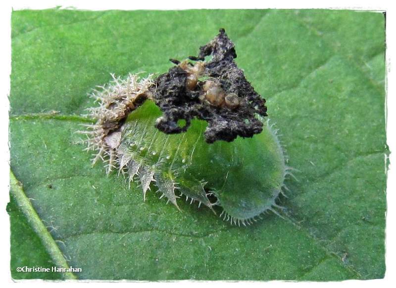 Tortoise beetle larva 