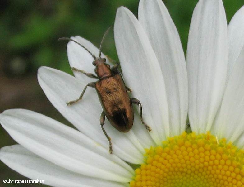 Aquatic leaf beetle (Donacia sp.)