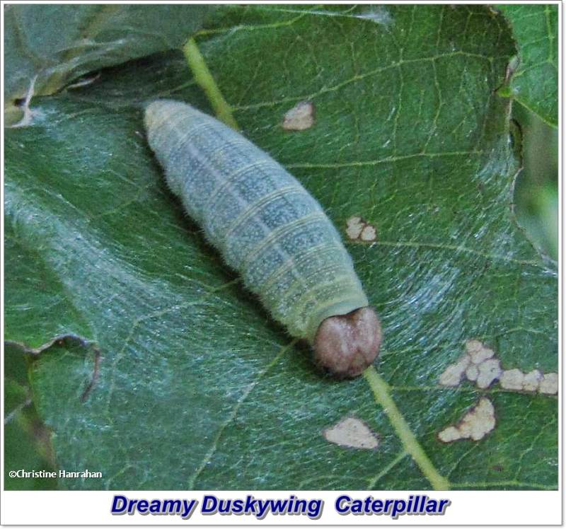 Dreamy duskywing skipper larva (Erynnis icelus)