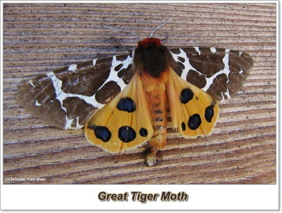 Great tiger moth (<em>Arctia caja</em>), # 8166