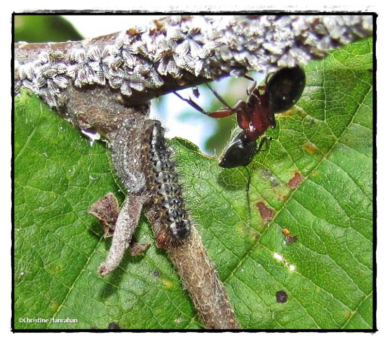 Harvester butterfly larvae (Feniseca tarquinius)