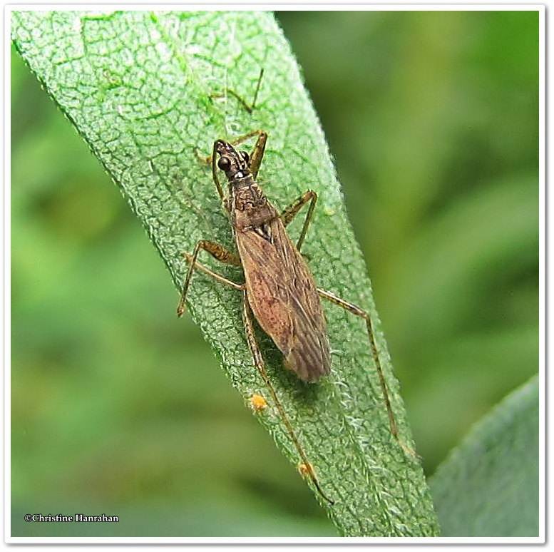 Damsel bug (Nabis americoferus)