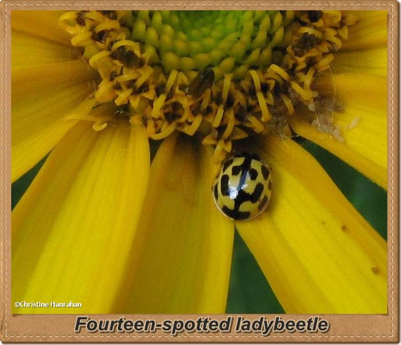 Fourteen-spotted ladybeetle (Propylaea quatuordecimpunctata))