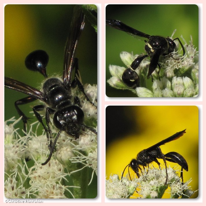 Wasps in the garden