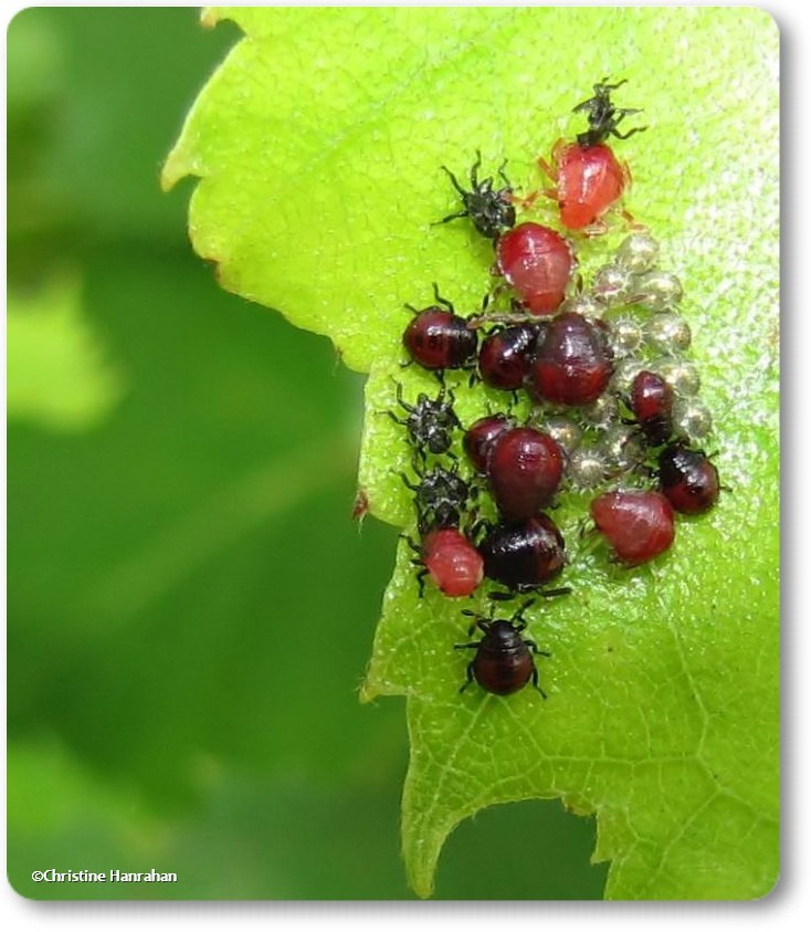 Predatory stink bug eggs and nymphs (Pentatomidae)