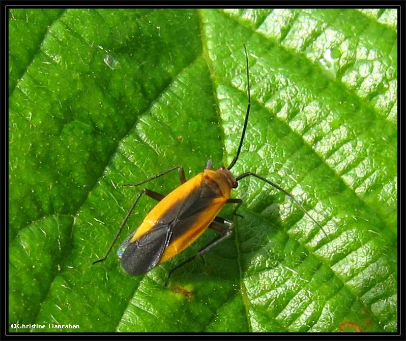 Plant bug (Lopidea)