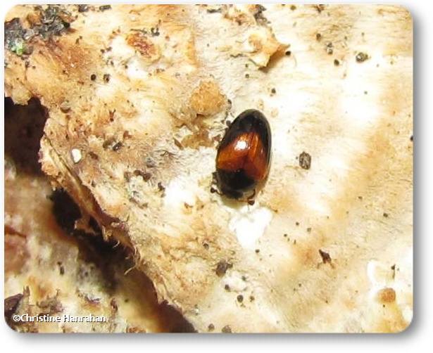 Pleasing fungus beetle (Tritoma pulchra)