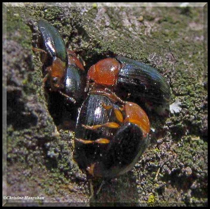 Pleasing fungus beetles (Triplax)