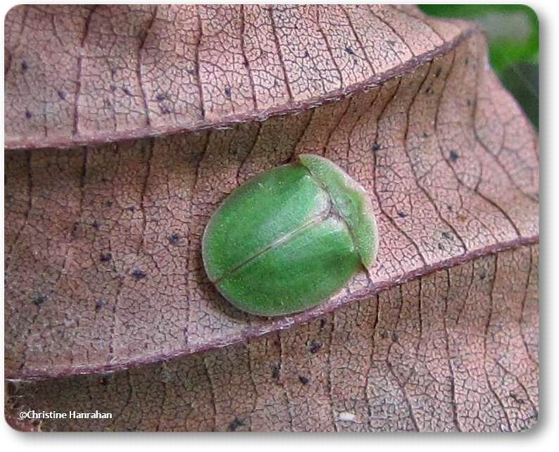 Green tortoise beetle (Cassida sp.)