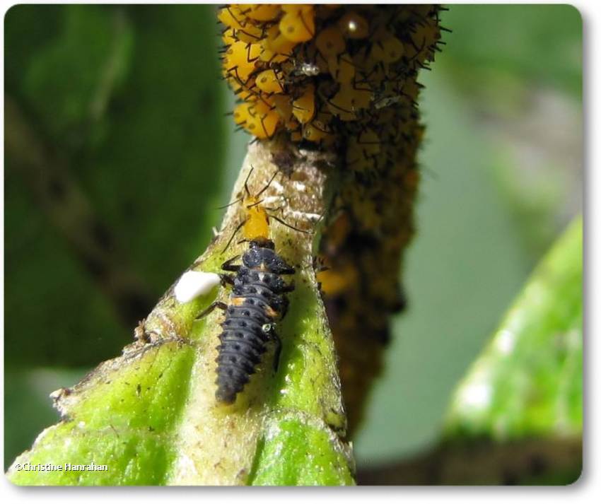 Ladybeetle larva eating oleander aphids