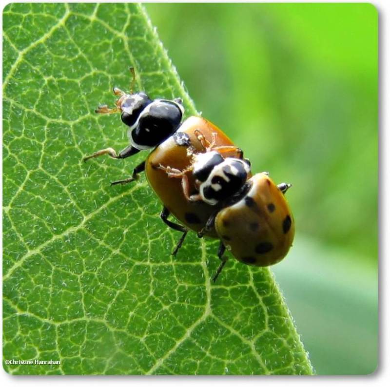 Variegated ladybeetles (<em>Hippodamia variegata</em>)