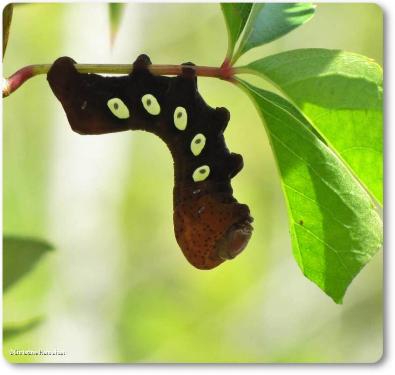 Pandora sphinx moth caterpillar (Eumorpha pandorus), #7859