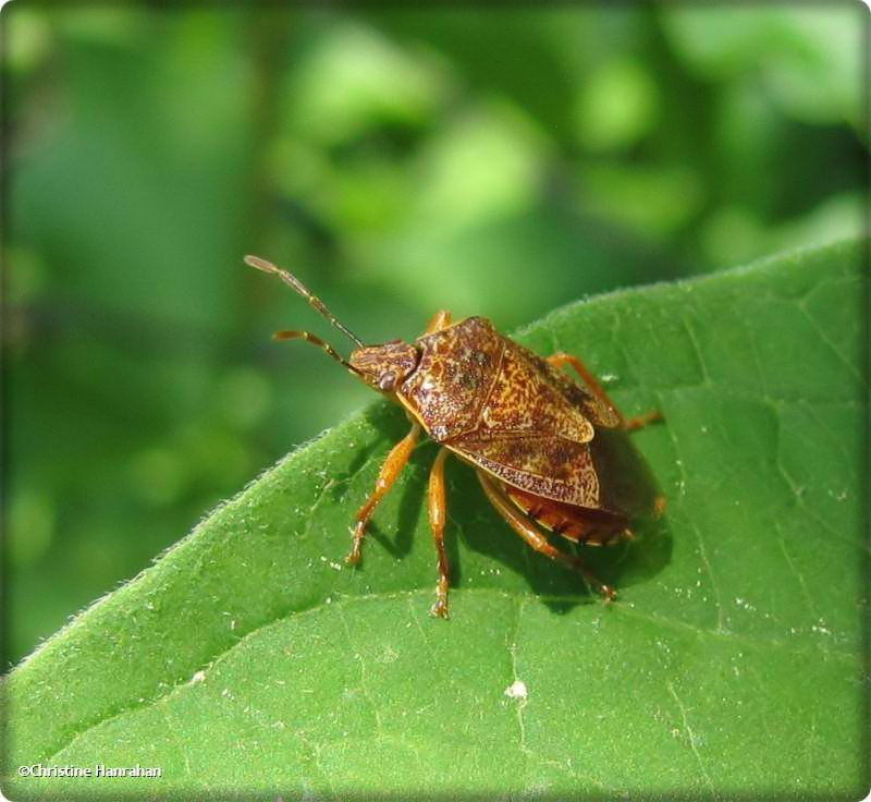 Predatory stinkbug (Podisus sp.)