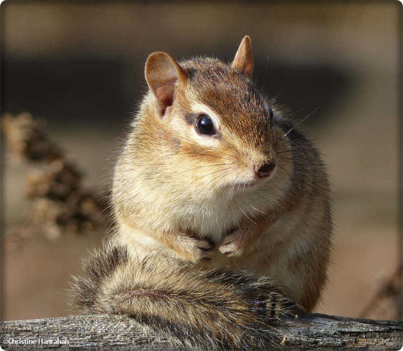 Eastern chipmunk (Tamias striatus) 