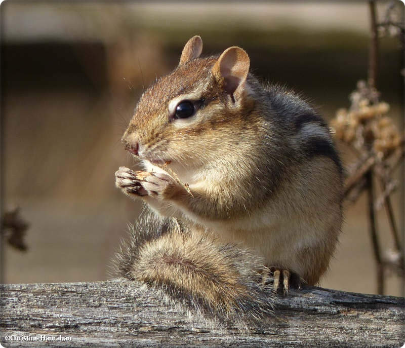 Chipmunk