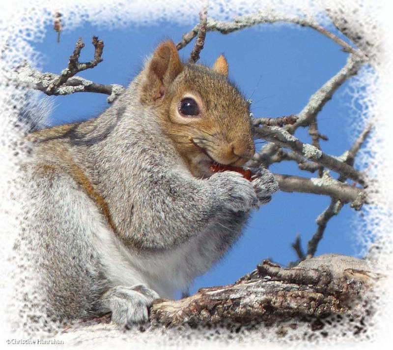 Grey squirrel eating crabapple