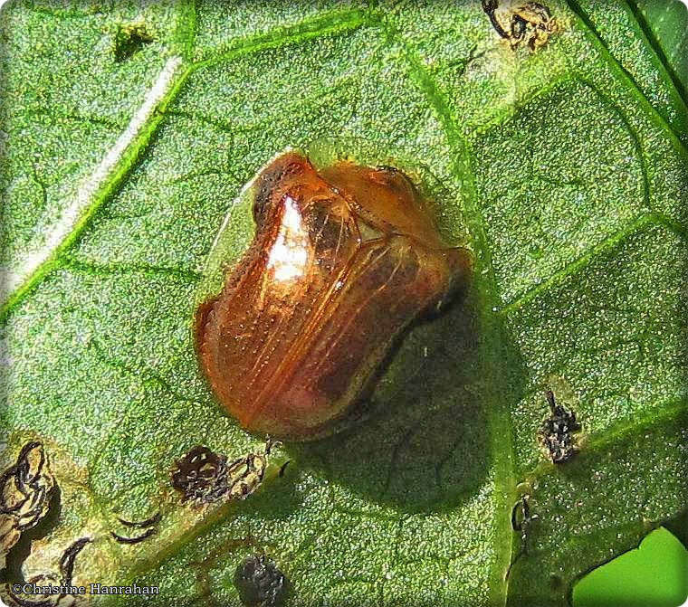 Tortoise beetle (Charidotella purpurata)